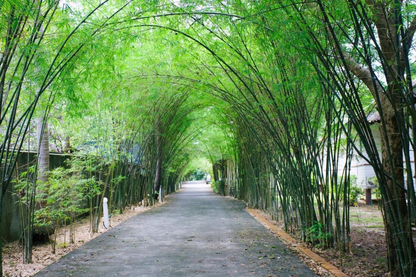 Coco Palm - Sha Extra Resort
